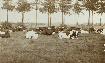 858633 Afbeelding van koeien in een weiland.